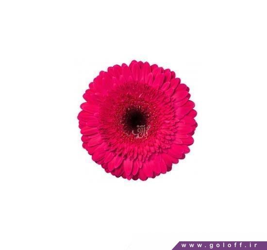 ارسال گل در تهران - گل ژربرا رابل - Gerbera | گل آف